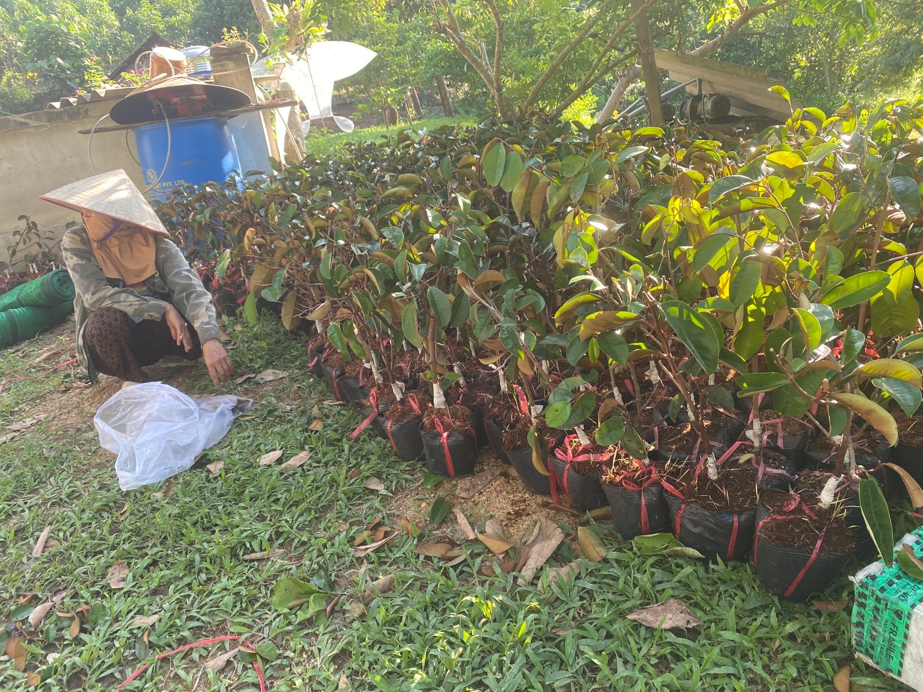Medicinal Plant Development